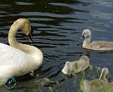 Mute Swan 9R054D-123